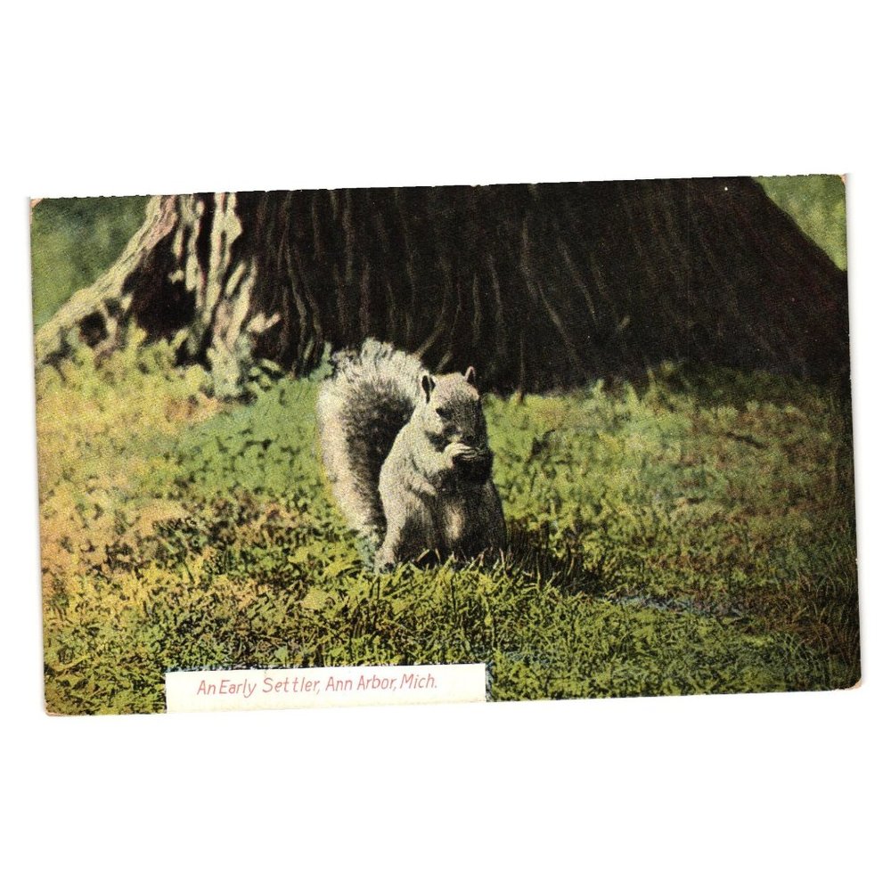 Vintage Postcard Michigan Squirrel Posted July 1909 Antique Grandpa Note